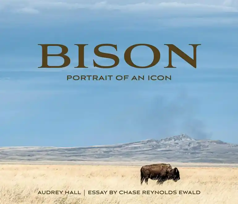 Bison - Portrait of an Icon